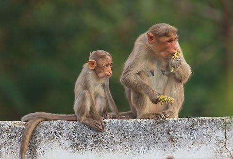 bonnet macaque _breakfast_time_ bonnet macaque  Bonnet macaque,Geotagged,India,Macaca radiata,Winter