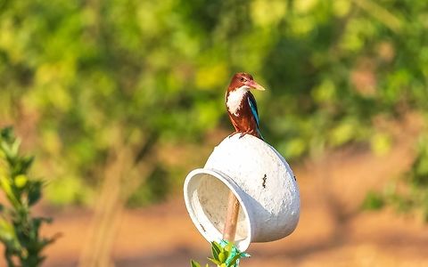 White-throated kingfisher White-throated kingfisher Geotagged,Halcyon smyrnensis,India,White-throated Kingfisher