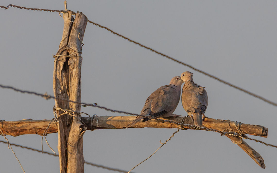 Laughing doves in deep love Laughing doves in deep love<br />
Please like my photography page: <a href="https://www.facebook.com/drharshaindia/" rel="nofollow">https://www.facebook.com/drharshaindia/</a> Geotagged,India,Laughing Dove,Spilopelia senegalensis,Winter