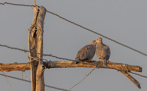 Laughing doves in deep love Laughing doves in deep love
Please like my photography page: https://www.facebook.com/drharshaindia/ Geotagged,India,Laughing Dove,Spilopelia senegalensis,Winter