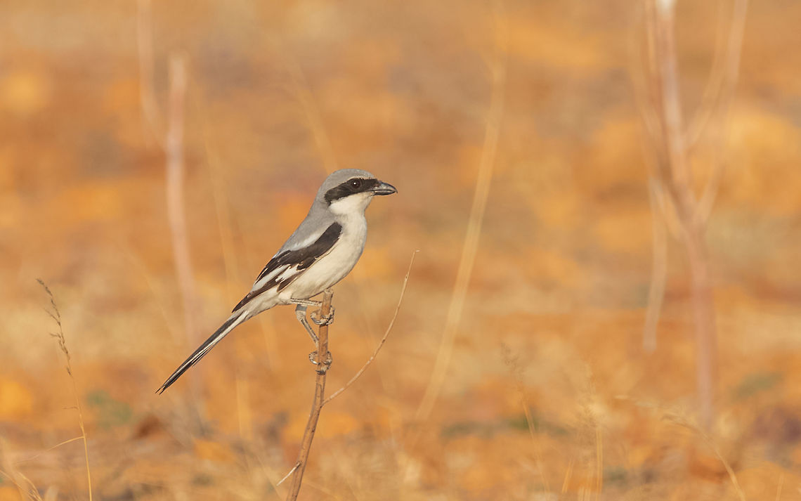 Bay backed Shrike Bay backed Shrike<br />
Lanius vittatus<br />
Please like my photography page: <a href="https://www.facebook.com/drharshaindia/" rel="nofollow">https://www.facebook.com/drharshaindia/</a> Geotagged,Great grey shrike,India,Lanius excubitor,Winter