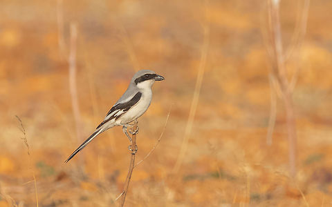 Bay backed Shrike Bay backed Shrike
Lanius vittatus
Please like my photography page: https://www.facebook.com/drharshaindia/ Geotagged,Great grey shrike,India,Lanius excubitor,Winter