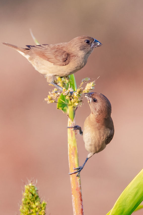 Juvenile Scaly breasted Munia couple breakfast time Juvenile Scaly breasted Munia couple breakfast time<br />
Please like my photography page: <a href="https://www.facebook.com/drharshaindia/" rel="nofollow">https://www.facebook.com/drharshaindia/</a> Geotagged,India,Lonchura punctulata,Scaly-breasted munia,Winter