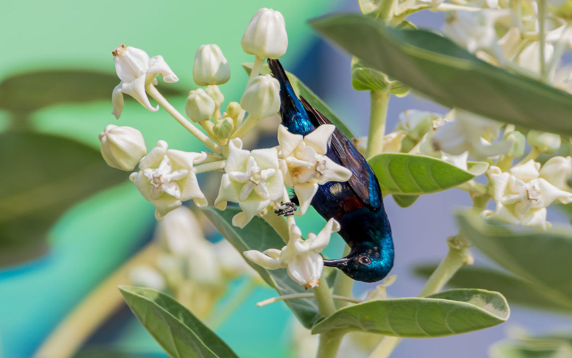 purple sunbird extracting nectar from White crown flowers purple sunbird extracting nectar from White crown flowers<br />
Please like my photography page: <a href="https://www.facebook.com/drharshaindia/" rel="nofollow">https://www.facebook.com/drharshaindia/</a> Cinnyris asiaticus,Geotagged,India,Purple Sunbird,Winter