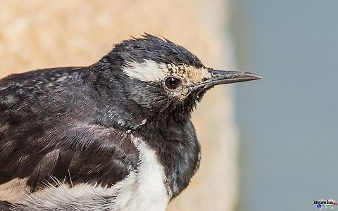 white browed wagtail portrait white browed wagtail portrait 
Scientific name: Motacilla maderaspatensis
Please like my photography page: https://www.facebook.com/drharshaindia/ Geotagged,India,Motacilla maderaspatensis,White-browed Wagtail