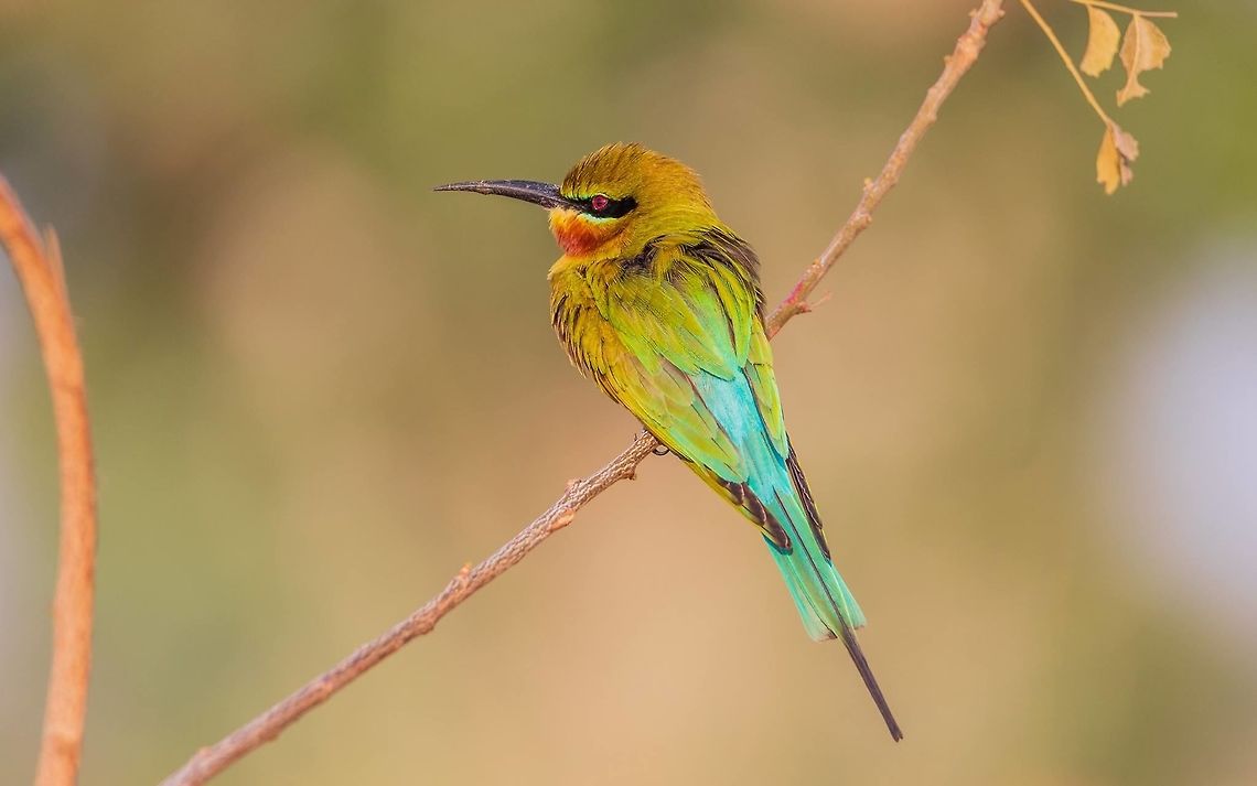 Blue tail bee eater Blue tail bee eater<br />
Please like my photography page: <a href="https://www.facebook.com/drharshaindia/" rel="nofollow">https://www.facebook.com/drharshaindia/</a> Blue-tailed Bee-eater,Geotagged,India,Merops philippinus