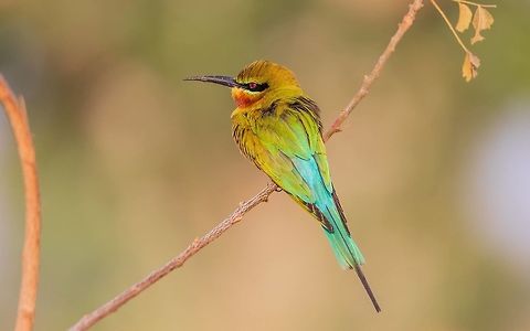 Blue tail bee eater Blue tail bee eater
Please like my photography page: https://www.facebook.com/drharshaindia/ Blue-tailed Bee-eater,Geotagged,India,Merops philippinus