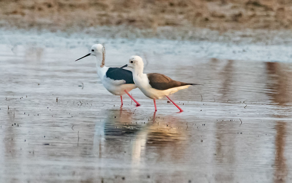 Black_Winged_Stilts_-_couple Black Winged Stilt<br />
Please like my photography page: <a href="https://www.facebook.com/drharshaindia/" rel="nofollow">https://www.facebook.com/drharshaindia/</a> Black-winged stilt,Geotagged,Himantopus himantopus,India,Winter