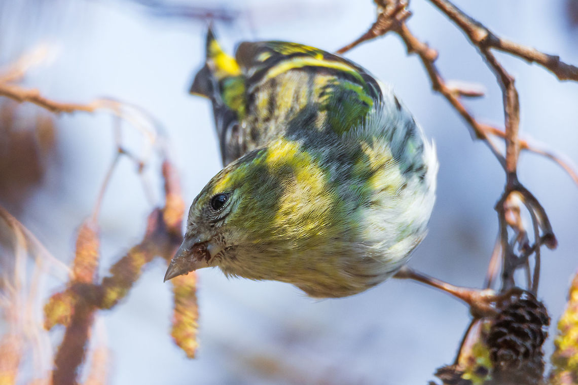 Eurasian siskin Eurasian siskin<br />
The Eurasian siskin (Spinus spinus) is a small passerine bird in the finch family Fringillidae. It is also called the European siskin, common siskin or just siskin. Other (archaic) names include black-headed goldfinch, barley bird and aberdevine.<br />
Please like my photography page: <a href="https://www.facebook.com/drharshaindia/" rel="nofollow">https://www.facebook.com/drharshaindia/</a> Eurasian siskin,France,Geotagged,Spinus spinus,Winter