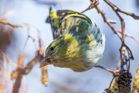 Eurasian siskin Eurasian siskin
The Eurasian siskin (Spinus spinus) is a small passerine bird in the finch family Fringillidae. It is also called the European siskin, common siskin or just siskin. Other (archaic) names include black-headed goldfinch, barley bird and aberdevine.
Please like my photography page: https://www.facebook.com/drharshaindia/ Eurasian siskin,France,Geotagged,Spinus spinus,Winter