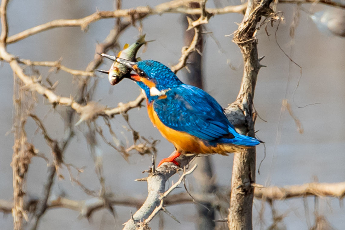 common kingfisher The common kingfisher (Alcedo atthis) also known as the Eurasian kingfisher, and river kingfisher.<br />
<a href="https://www.facebook.com/drharshaindia/" rel="nofollow">https://www.facebook.com/drharshaindia/</a> Alcedo atthis,Common Kingfisher,Geotagged,India,Winter