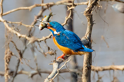 common kingfisher The common kingfisher (Alcedo atthis) also known as the Eurasian kingfisher, and river kingfisher.
https://www.facebook.com/drharshaindia/ Alcedo atthis,Common Kingfisher,Geotagged,India,Winter