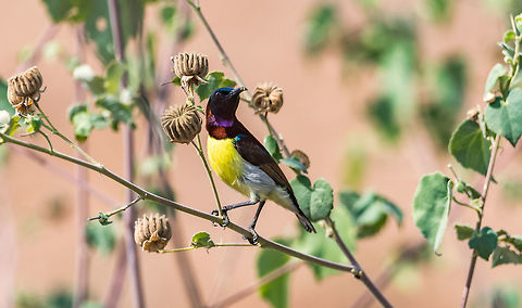 purple rumped sunbird lunch time purple rumped sunbird  Fall,Geotagged,India,Leptocoma zeylonica,Purple-rumped sunbird