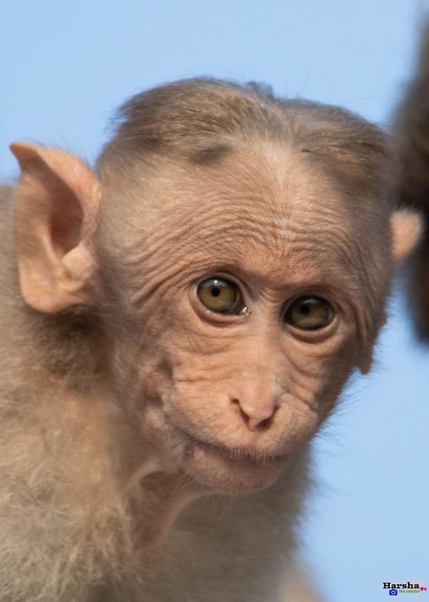 portrait of baby bonnet macaque portrait of baby bonnet macaque  Bonnet macaque,Geotagged,India,Macaca radiata