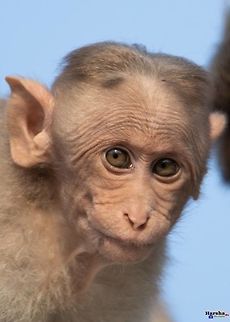 portrait of baby bonnet macaque portrait of baby bonnet macaque  Bonnet macaque,Geotagged,India,Macaca radiata