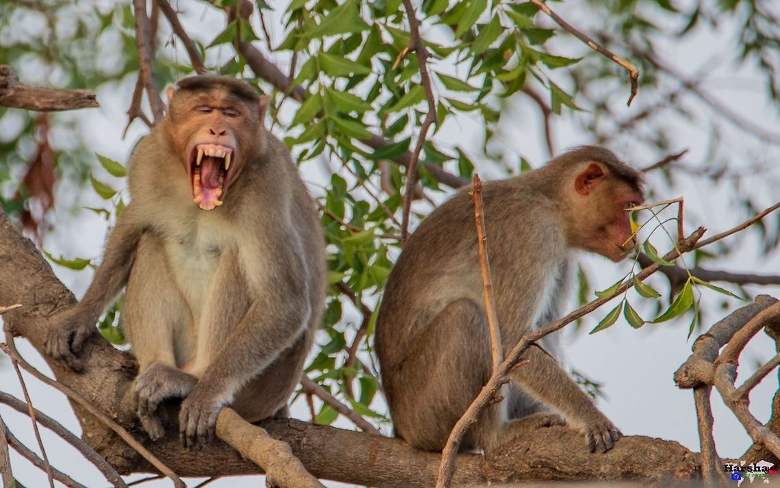 Bonnet macaque couple Husband is screaming and the wife seems very calm..  Bonnet macaque,Geotagged,India,Macaca radiata