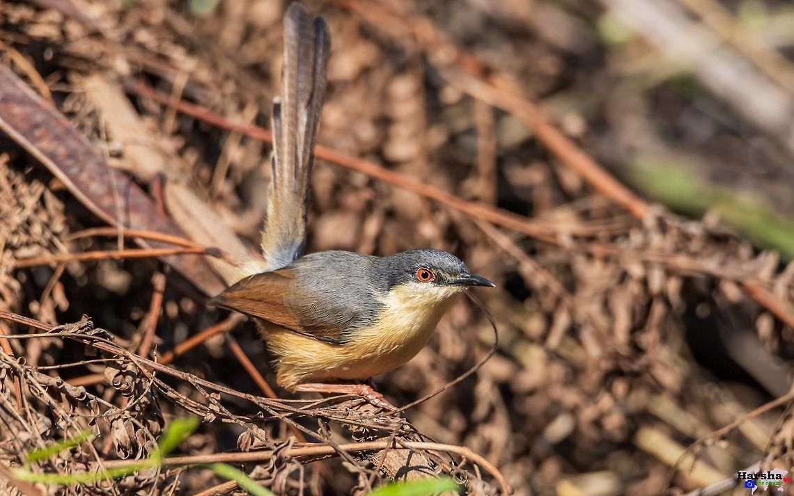 Ashy Prinia Ashy Prinia or ashy wren-warbler<br />
<br />
Scientific name: Prinia socialis Ashy Prinia,Geotagged,India,Prinia socialis
