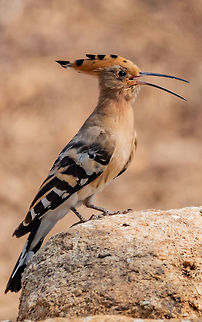 hoopoe_portrait Hoopoe  Geotagged,Hoopoe,India,Upupa epops,Winter