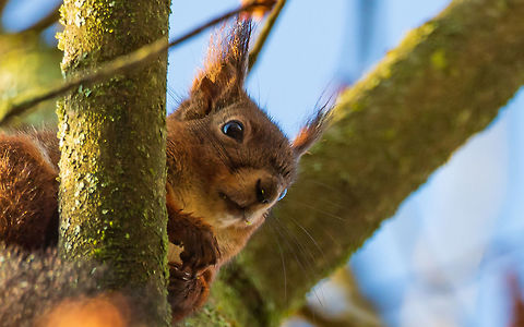 Red squirrel Red squirrel France,Geotagged,Red squirrel,Sciurus vulgaris,Winter