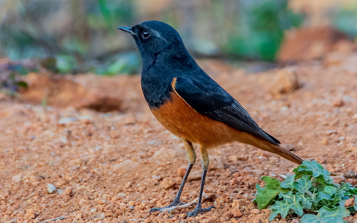 black_redstart_male black_redstart Black Redstart,Geotagged,India,Phoenicurus ochruros,Winter
