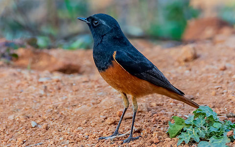 black_redstart_male black_redstart Black Redstart,Geotagged,India,Phoenicurus ochruros,Winter