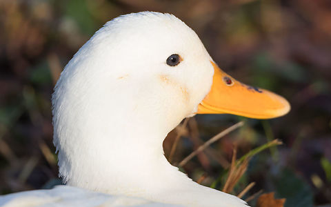 American Pekin portrait The Pekin or White Pekin is an American breed of domestic duck.
Scientific name: Anas platyrhynchos domesticus.
Other names: White Pekin, Long Island Duck. American Pekin,Anas platyrhynchos,France,Geotagged,Mallard,Winter,platyrhynchos