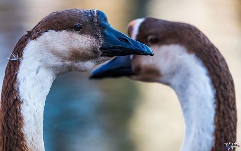 African goose African goose
Scientific name: Anser anser domesticus
Higher classification: Swan goose African goose,Anser anser domesticus,Domestic goose,France,Geotagged