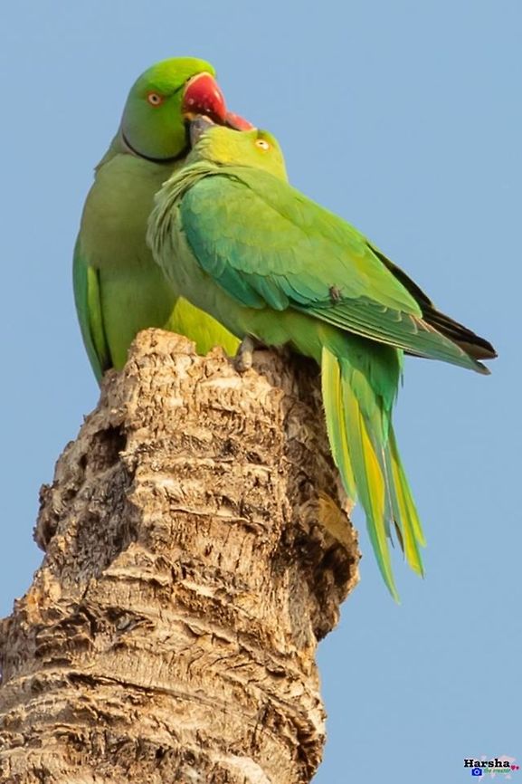 Red ringed parakeet couple - deep kiss Red ringed parakeet couple - deep kiss- lovers- parrots <br />
Scientific name: Psittacula krameri Geotagged,India,Psittacula krameri,Red ringed parakeet,Rose-ringed parakeet