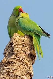 Red ringed parakeet couple - deep kiss Red ringed parakeet couple - deep kiss- lovers- parrots 
Scientific name: Psittacula krameri Geotagged,India,Psittacula krameri,Red ringed parakeet,Rose-ringed parakeet