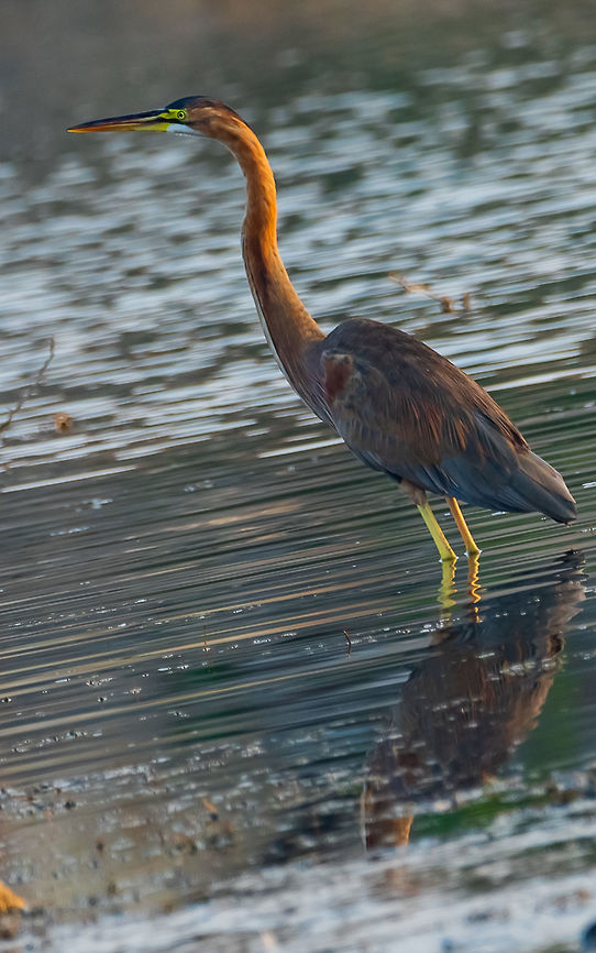purple heron in searching mode purple heron in searching mode<br />
The purple heron is a wide-ranging species of wading bird in the heron family, Ardeidae. The scientific name comes from Latin ardea &quot;heron&quot;, and purpureus, &quot;coloured purple&quot;.<br />
Scientific name: Ardea purpurea Ardea purpurea,Geotagged,India,Purple heron,Winter