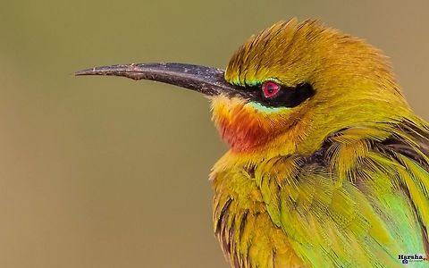 Blue tail bee eater Merops philippinus Blue-tailed Bee-eater,Geotagged,India,Merops philippinus