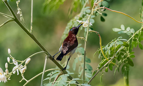 Purple-rumped Sunbird sipping nectar from flower Purple-rumped Sunbird sipping nectar from flower Fall,Geotagged,India,Leptocoma zeylonica,Purple-rumped sunbird