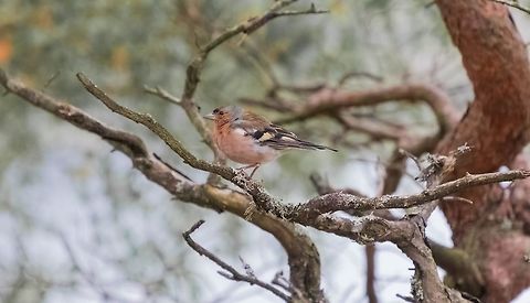 Common Chaffinch Common Chaffinch Common chaffinch,Fringilla coelebs,Geotagged,Norway