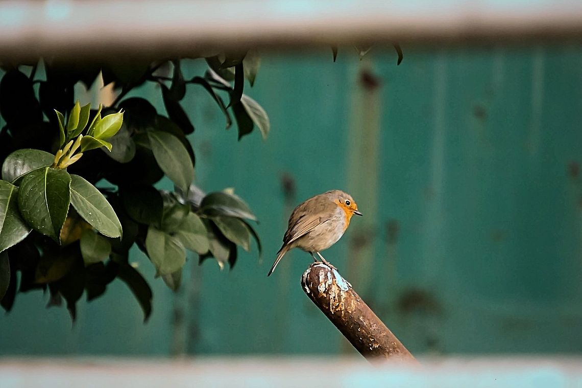 European robin (rouge gorge) my lonely life makes me so happy  Erithacus rubecula,European Robin,Geotagged,Spain