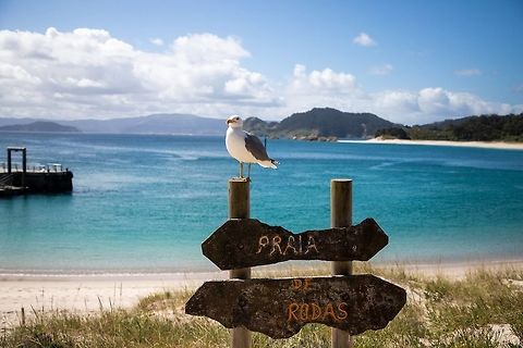 seagull male seagull male Geotagged,Larus delawarensis,Ring-billed gull,Spain