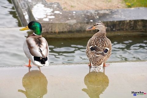 mallard couple mallard couple  Anas platyrhynchos,France,Geotagged,Mallard