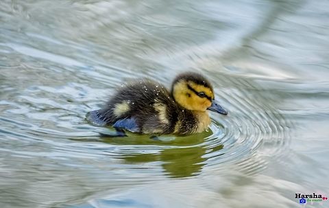 mallard chick mallard chick Anas platyrhynchos,Chick,France,Geotagged,Mallard