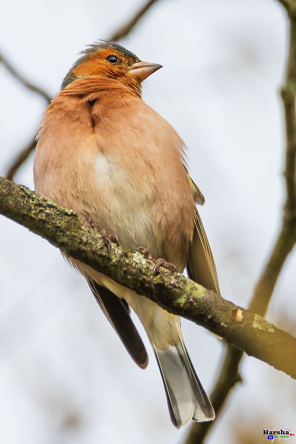 Common-_Chaffinch_portrait Common-_Chaffinch_portrait Common chaffinch,France,Fringilla coelebs,Geotagged,Winter,pessac