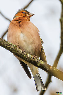 Common-_Chaffinch_portrait Common-_Chaffinch_portrait Common chaffinch,France,Fringilla coelebs,Geotagged,Winter,pessac