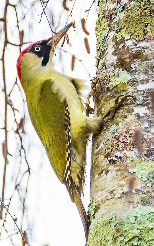 European_green_-woodpecker European_green_-woodpecker European Green Woodpecker,France,Geotagged,Picus viridis,Winter