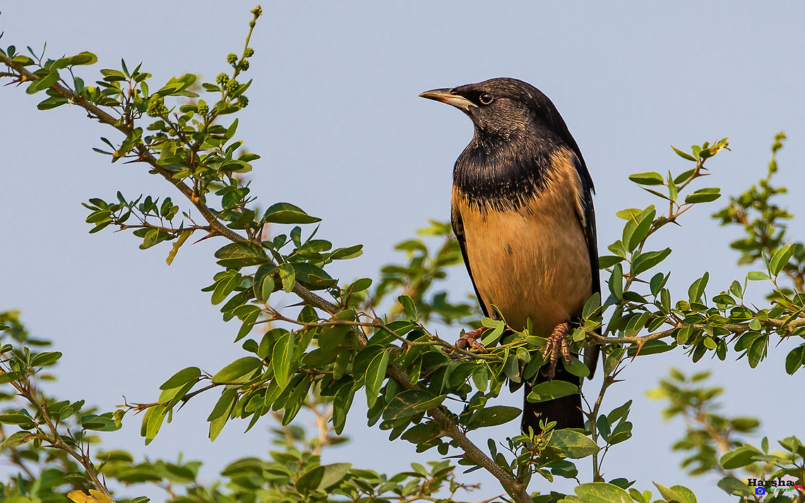 Rosy_Starling The rosy starling (Pastor roseus) is a passerine bird in the starling family, Sturnidae, also known as the rose-coloured starling or rose-coloured pastor. Fall,Geotagged,India,Pastor roseus,Rosy starling