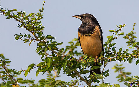 Rosy_Starling The rosy starling (Pastor roseus) is a passerine bird in the starling family, Sturnidae, also known as the rose-coloured starling or rose-coloured pastor. Fall,Geotagged,India,Pastor roseus,Rosy starling