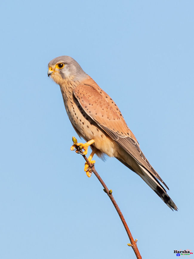 common kestrel common kestrel <br />
Scientific name: Falco tinnunculu Common Kestrel,Falco tinnunculus,France,Geotagged