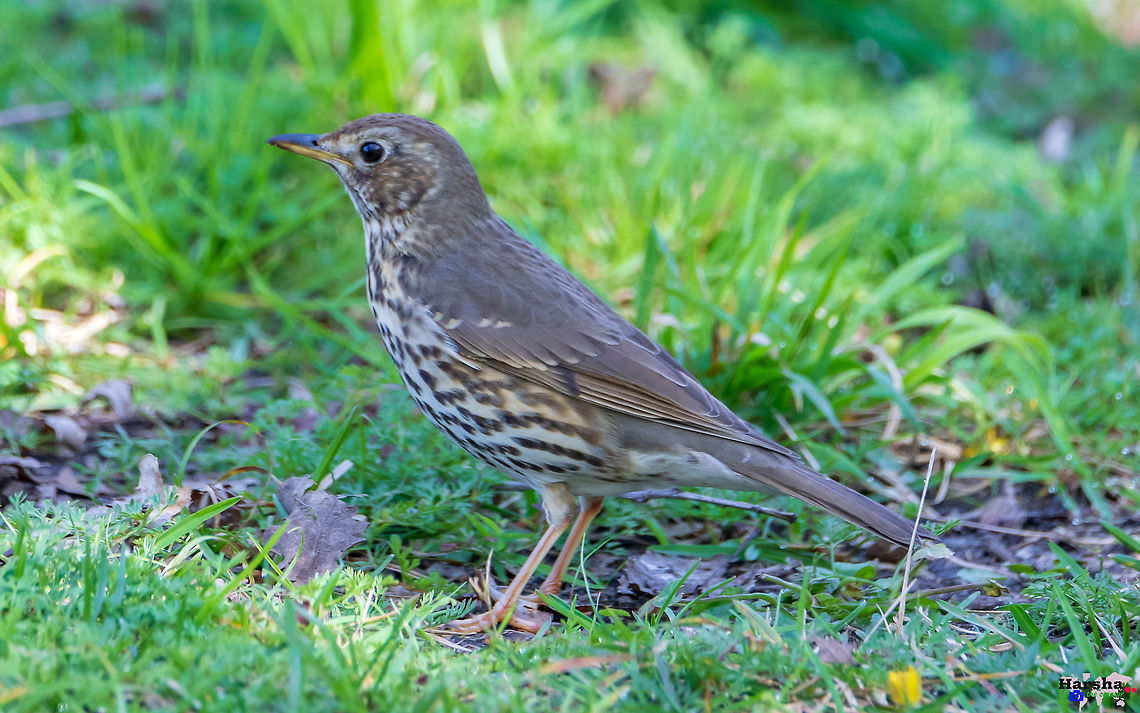 Song_thrush_-_Turdus_philomelos Song_thrush_-_Turdus_philomelos France,Geotagged,Song Thrush,Spring,Turdus philomelos