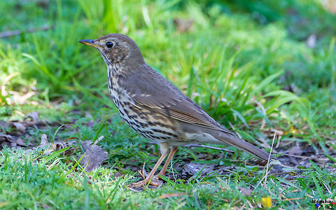 Song_thrush_-_Turdus_philomelos Song_thrush_-_Turdus_philomelos France,Geotagged,Song Thrush,Spring,Turdus philomelos