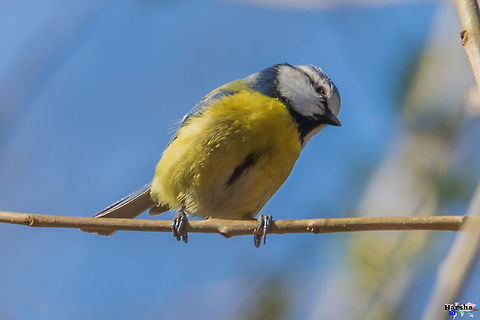eurasian_blue_tit eurasian_blue_tit Cyanistes caeruleus,Eurasian blue tit,France,Geotagged,Spring