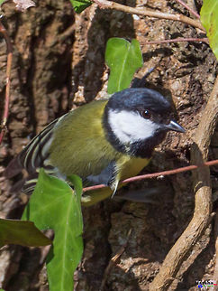 Great Tit Great Tit France,Geotagged,Great Tit,Parus major,Spring