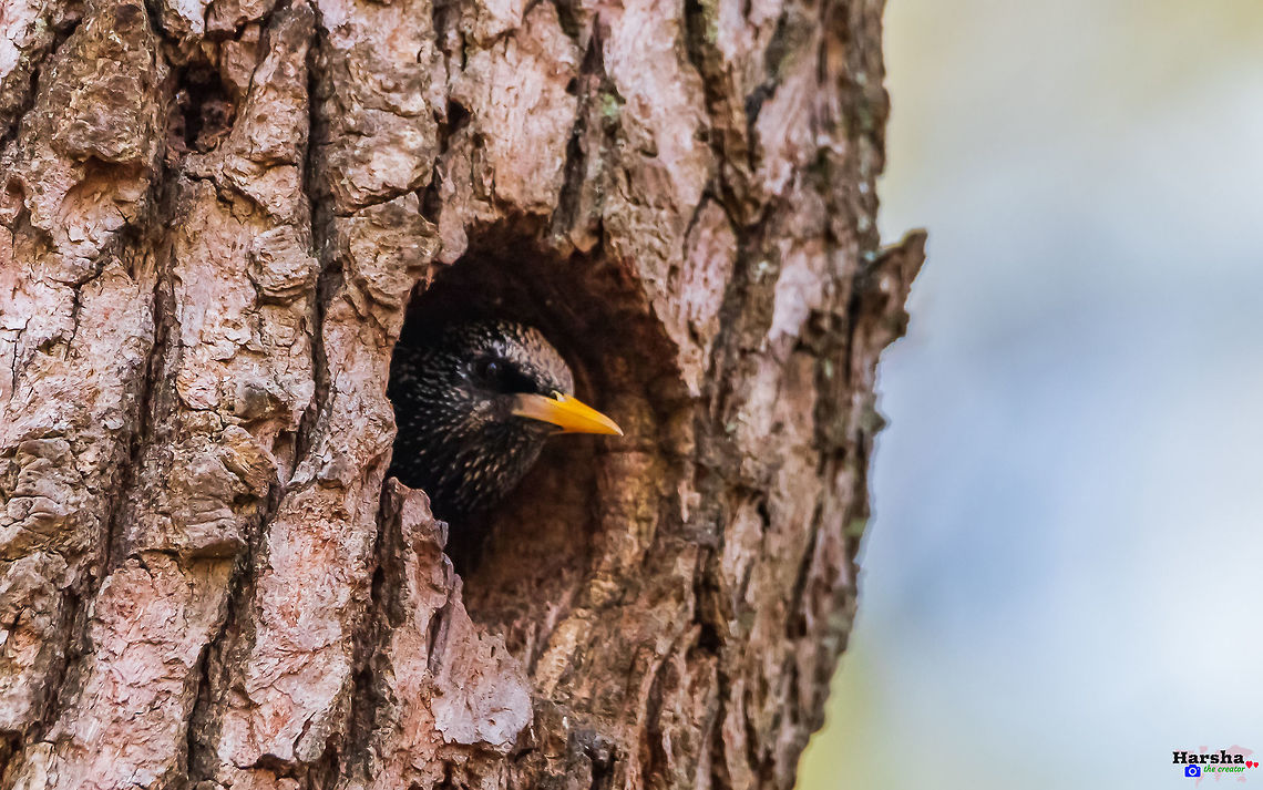 starling_in_tree_hole starling_in_tree_hole Common Starling,France,Geotagged,Spring,Sturnus vulgaris