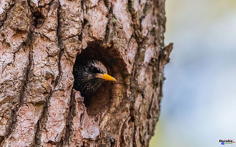 starling_in_tree_hole starling_in_tree_hole Common Starling,France,Geotagged,Spring,Sturnus vulgaris