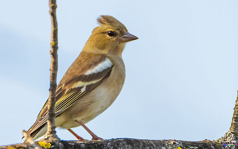female_chaffinch female chaffinch Common chaffinch,France,Fringilla coelebs,Geotagged,Spring